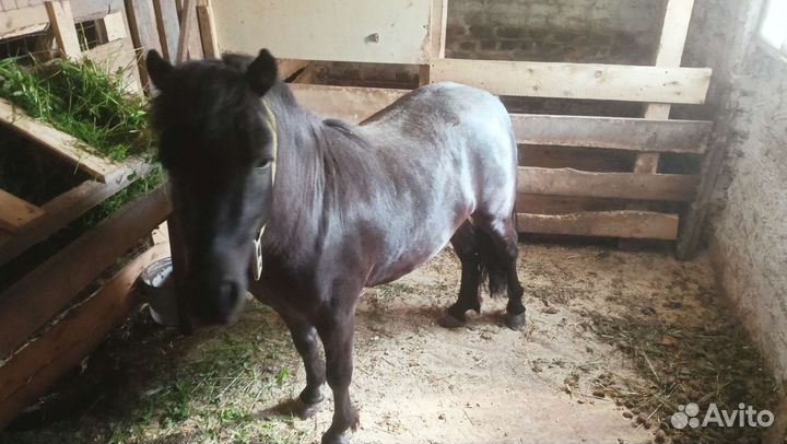 Метис Уэльского пони