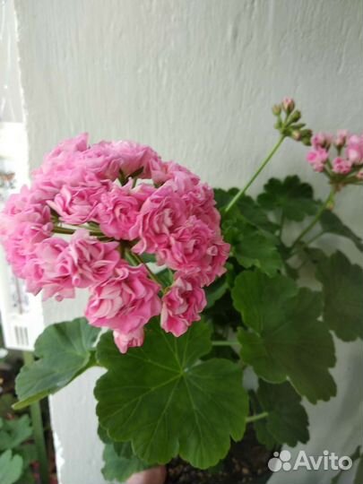 Пеларгония зональная (герань)