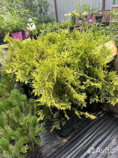 Туч западная Golden Globe,Globosa,С5