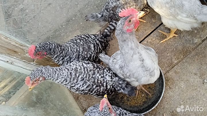 Петухи молодые доминант