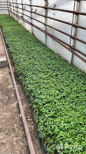 Рассада томатов. Сорт Пинк - Фест