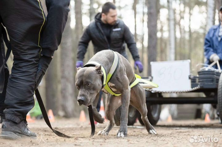 Вязка Питбуль