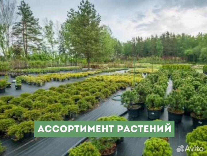 Можжевельник Грин Карпет