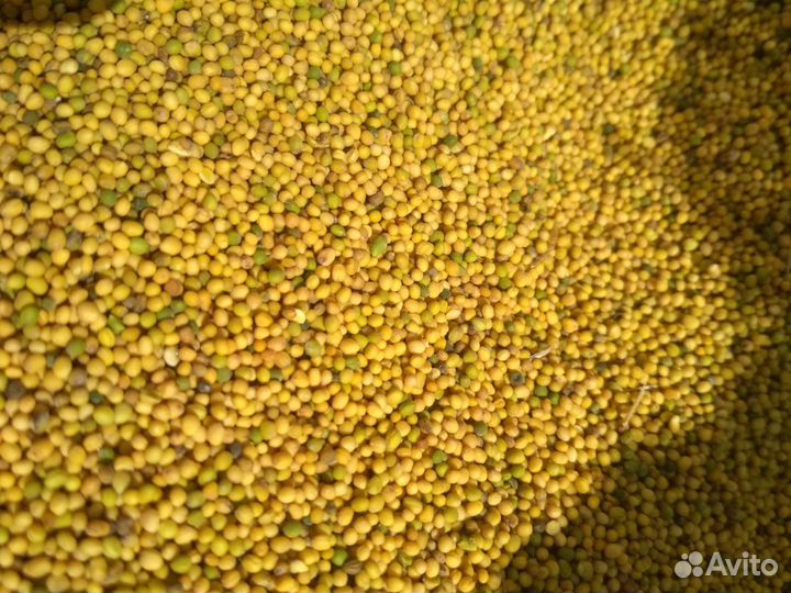 Семена горчицы