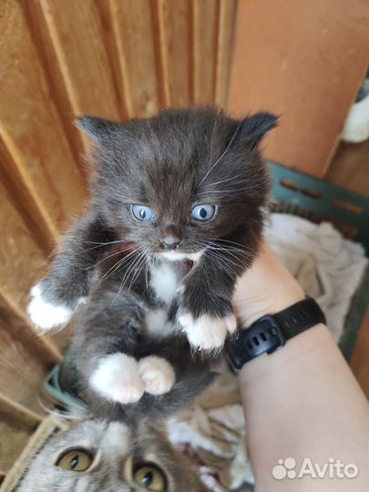 Отдам котят в добрые руки