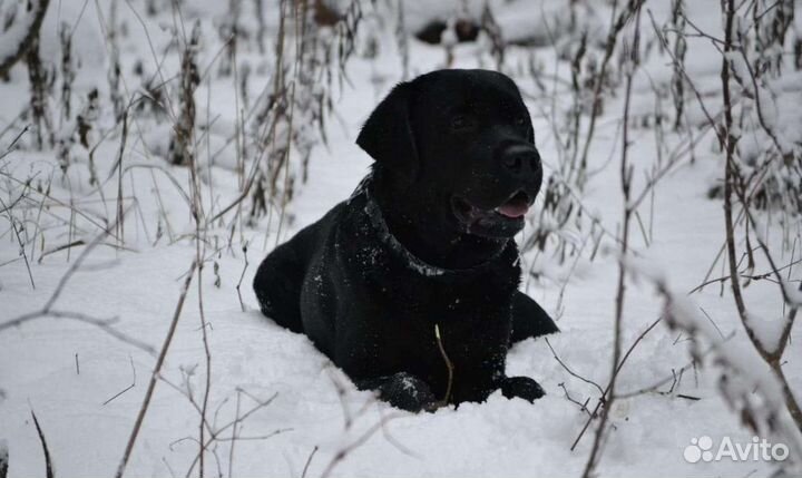 Щенки лабрадора черные