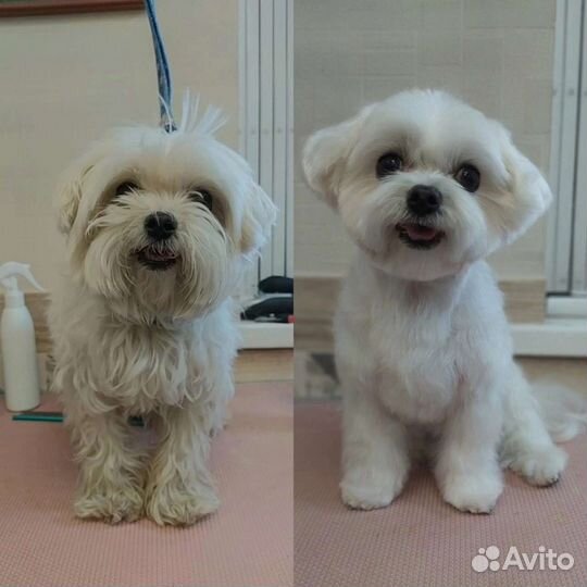 Груминг собак, стрижка, экспресс линька