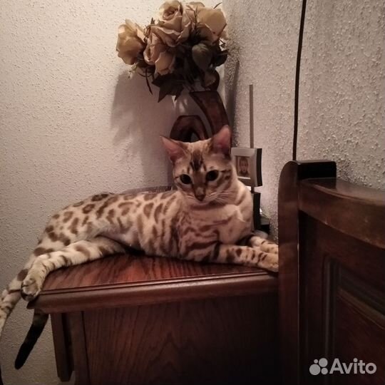 Бенгальская кошка