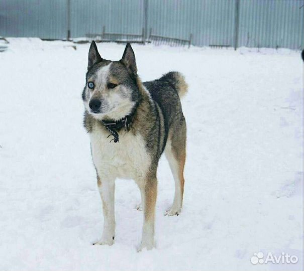 Хан ищет своих любящих хозяев