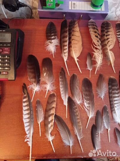 Перья хищных птиц. Лот