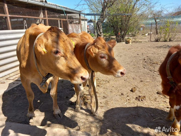 Корова и телочка Джерси-Айширская