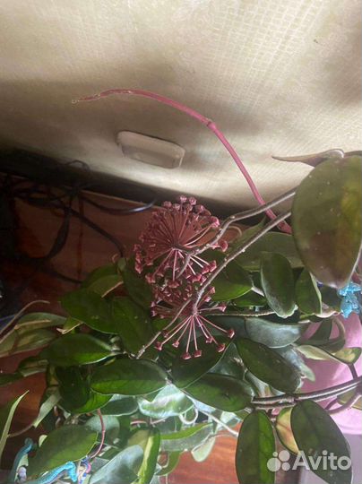 Хойя триколор