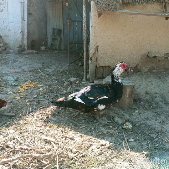 Селезень индоутки