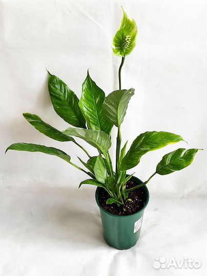 Спатифиллум Домино, Сингониум Пинк сплэш