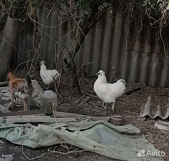 Продаю петухов