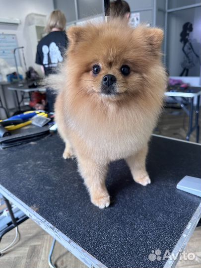 Начинающий грумер,помощник грумера