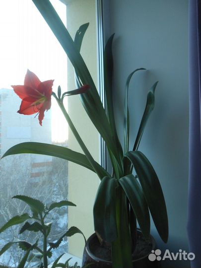 Гиппеаструм, каланхоэ,молочай