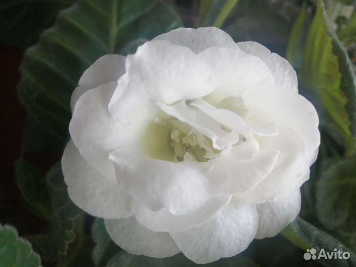 Семена глоксиний