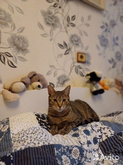 Кот ищет маму и папу