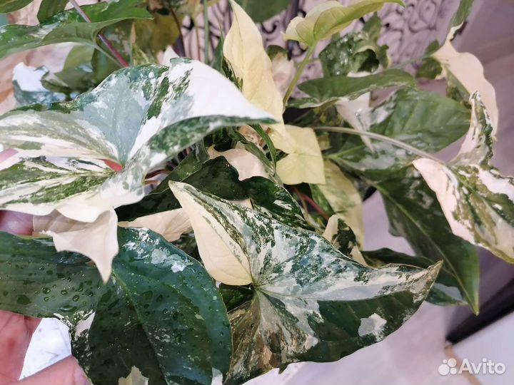 Сингониум imperial white