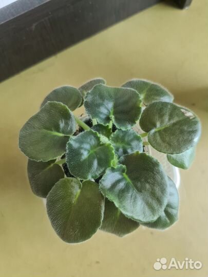 Фиалка.детка