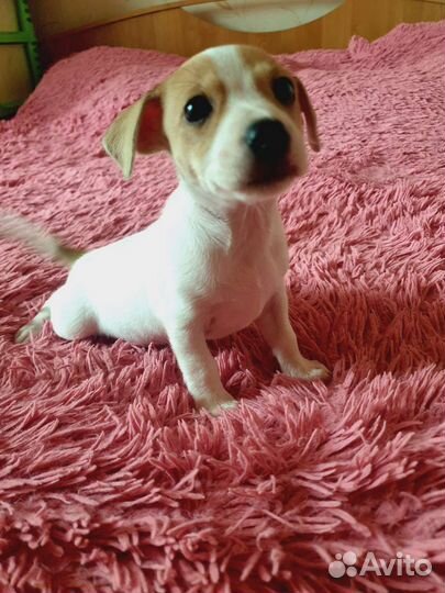 Щенок джек рассел