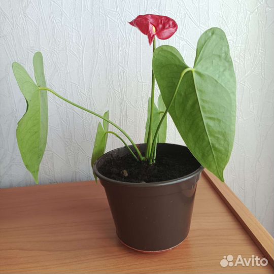 Комнатные цветы антуриум