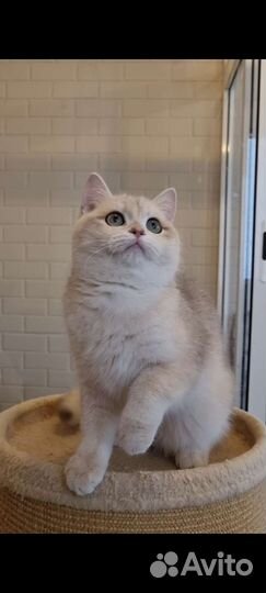 Парень ау 12 на выдане