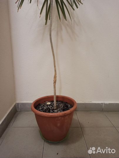 Пальма драцена