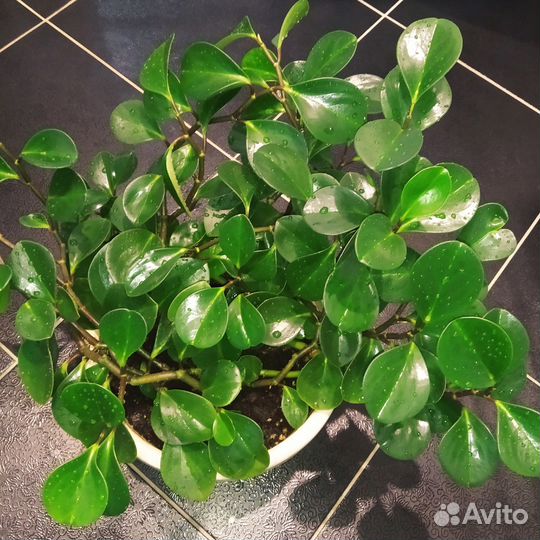 Пеперомия туполистная и перескиелистная