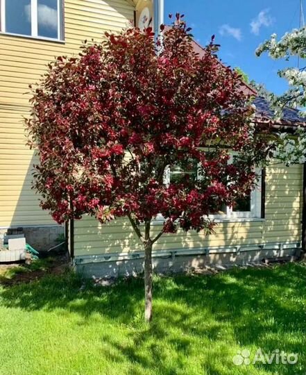 Яблоня Роялти