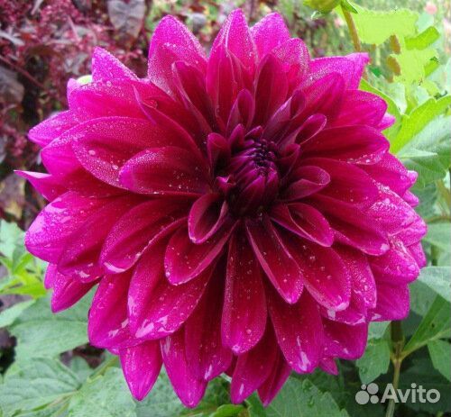 Георгины клубни