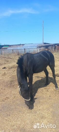 Лошадь жеребец