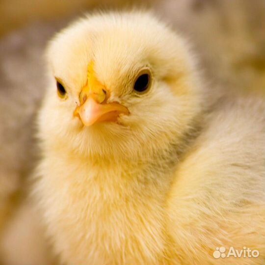 Доставка цыплят по Краснодарскому краю