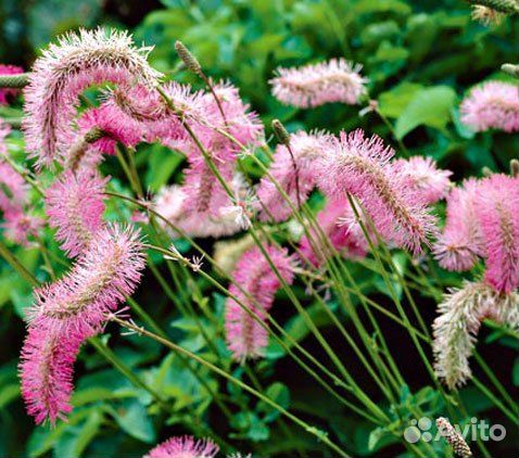 Продам многолетние растения