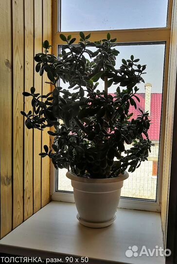 Крупногабаритные цветы