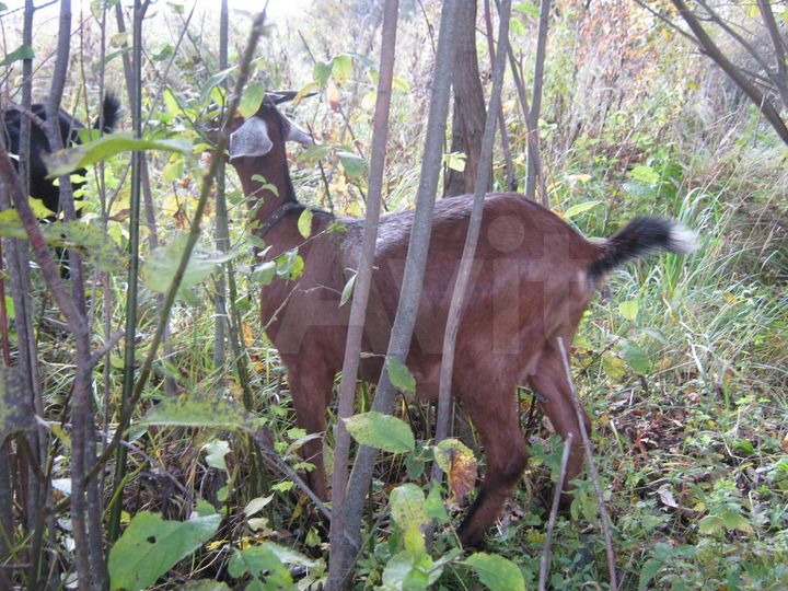 Дом 20 м² на участке 16 сот.