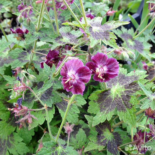 Герань садовая многолетняя