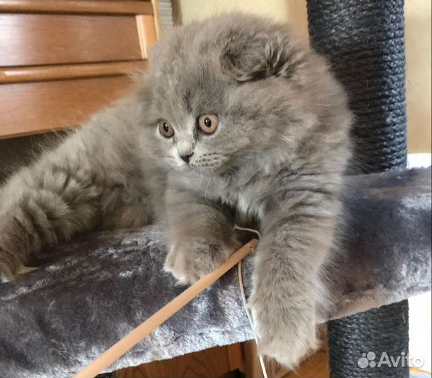 Шотландские голубые, персиковые плюшечки