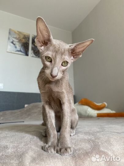 Ориентальный котёнок