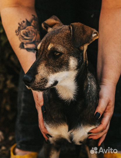 Отдам собаку в добрые руки