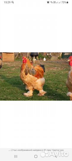 Петух брама куропатчатая