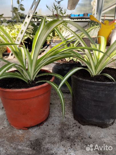 Хлорофитум