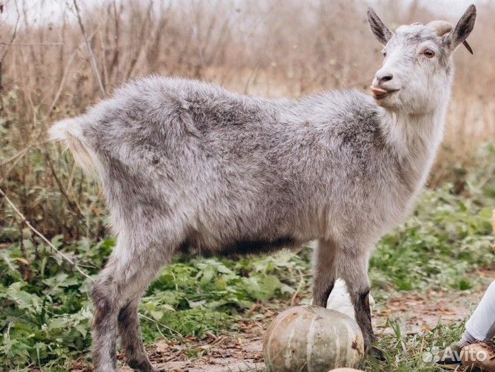 Коза дойная