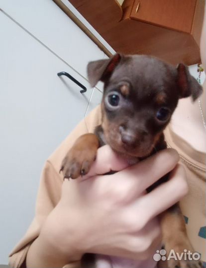 Той-терьер щенки