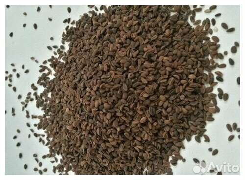 Семена фацелии