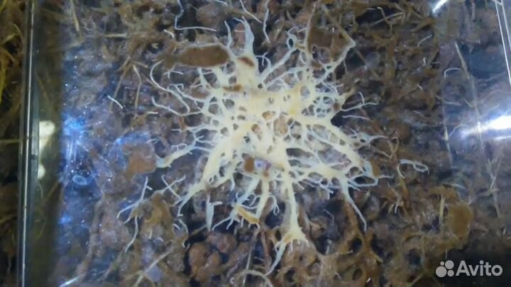 Корм для рыб