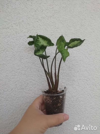 Сингониум Годзилла