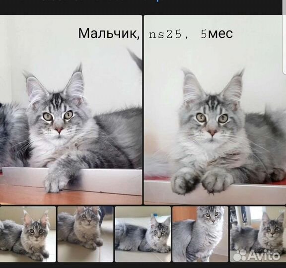 Котята Мейн-кун