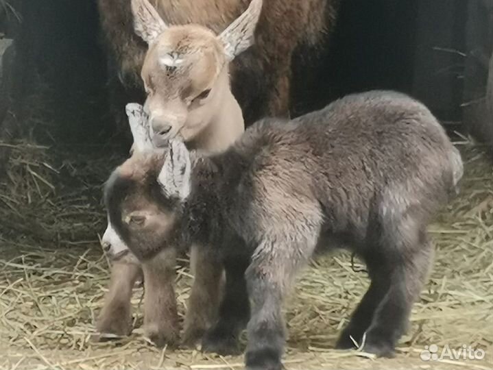 Камерунские козлята